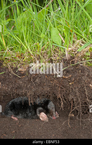 Unione mole, comune mole, Northern mole (Talpa europaea), nel suo passaggio sotterraneo, Germania Foto Stock