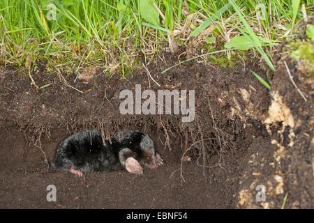 Unione mole, comune mole, Northern mole (Talpa europaea), nel suo passaggio sotterraneo, Germania Foto Stock