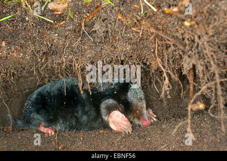 Unione mole, comune mole, Northern mole (Talpa europaea), nel suo passaggio sotterraneo, Germania Foto Stock