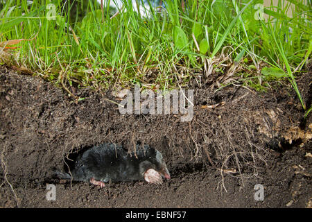 Unione mole, comune mole, Northern mole (Talpa europaea), nel suo passaggio sotterraneo, Germania Foto Stock