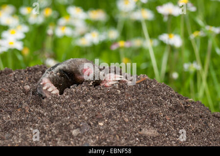 Unione mole, comune mole, Northern mole (Talpa europaea), su molehill nel giardino, Germania Foto Stock