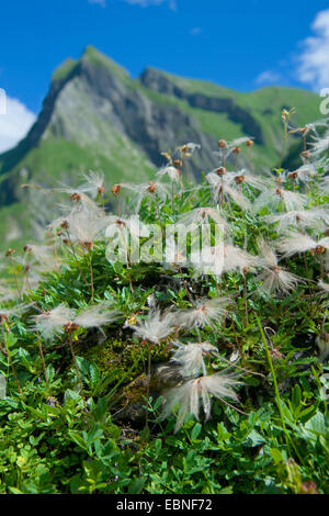 Mountain avens (Dryas octopetala), la fruttificazione in un prato di montagna nella valle Oytal, in Germania, in Baviera, Allgaeu Foto Stock