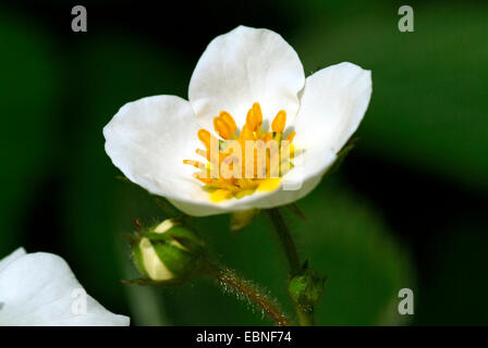 Hautbois fragola, muschio di fragola (Fragaria moschata), fiore, Germania Foto Stock