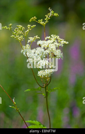 Olmaria, regina di prato (Filipendula ulmaria), infiorescenza, Germania Foto Stock