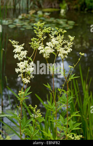 Olmaria, regina di prato (Filipendula ulmaria), fioritura, Germania Foto Stock