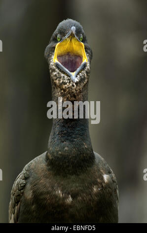 Il marangone dal ciuffo (phalacrocorax aristotelis), testa close up chiamando, Regno Unito, Inghilterra, Northumberland, farne Islands Foto Stock