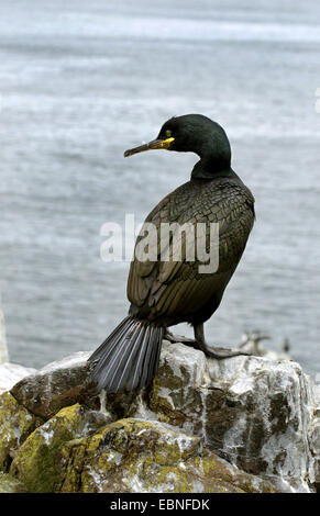 Il marangone dal ciuffo (phalacrocorax aristotelis), su una roccia sul mare, Regno Unito, Inghilterra, Northumberland, farne Islands Foto Stock