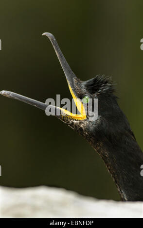 Il marangone dal ciuffo (phalacrocorax aristotelis), chiamando, Regno Unito, Inghilterra, Northumberland, farne Islands Foto Stock