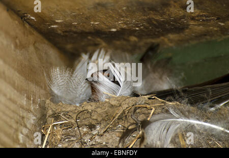 Barn swallow (Hirundo rustica), sul nido nel fienile, Regno Unito, Inghilterra, Northumberland Foto Stock