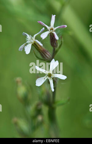 Inglese catchfly, piccolo fiore (catchfly Silene gallica), infiorescenza, Germania Foto Stock