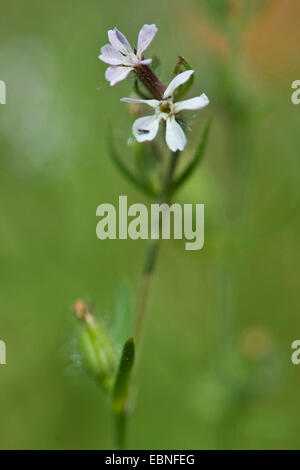 Inglese catchfly, piccolo fiore (catchfly Silene gallica), infiorescenza Foto Stock