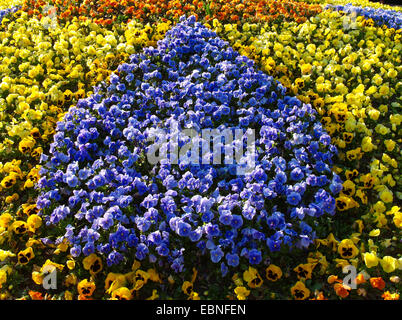 Pansy, Pansy Violet (Viola x wittrockiana, Viola wittrockiana, Viola hybrida), aiuola con piante in fiore in diversi colori Foto Stock