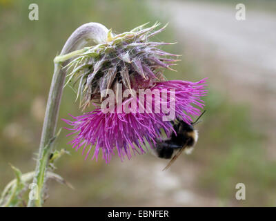 Musk thistle, annuendo thistle (Carduus nutans), con Bumble Bee, Germania Foto Stock