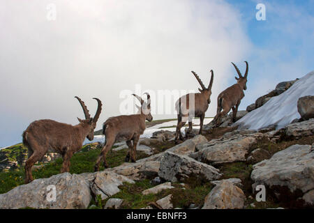 Stambecco delle Alpi (Capra ibex, Capra ibex ibex), quattro maschi a piedi su un crinale, Svizzera, Toggenburgo, Chaeserrugg Foto Stock