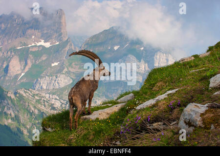 Stambecco delle Alpi (Capra ibex, Capra ibex ibex), maschio di vedetta, Svizzera, Toggenburgo, Chaeserrugg Foto Stock