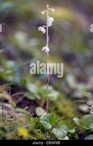 Grandi wintergreen, Round-Leaved wintergreen (Pyrola rotundifolia), fioritura, Austria, Tirolo, Planseegebiet Foto Stock