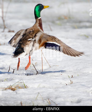 Il germano reale (Anas platyrhynchos), Drake decolla, Norvegia, Troms Foto Stock