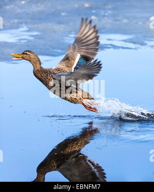 Il germano reale (Anas platyrhynchos), femmina prende il largo, Norvegia, Troms Foto Stock