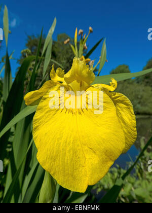 Iris gialla, bandiera gialla (Iris pseudacorus), fiore, Germania Foto Stock