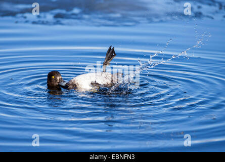 Moretta (Aythya fuligula), femmina prende un bagno, Norvegia, Troms Foto Stock