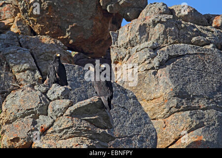 Verreaux's eagle (Aquila verreauxii), coppia seduta in una scogliera, Sud Africa, Namaqua National Park Foto Stock