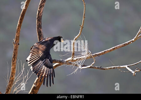 Verreaux's eagle (Aquila verreauxii), seduta su un albero e lo stiramento delle ali, Sud Africa, Namaqua National Park Foto Stock