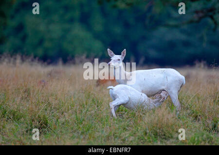 Daini (Dama Dama, Cervus dama), Albino, fulvo di bere dalla hind, Danimarca Foto Stock