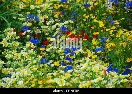 Annuale di confine di fiori selvaggi, Fetzer vigneti' Cantina sostenibile mostra giardino, RHS Chelsea Flower Show 2007, Londra, Regno Unito. Foto Stock