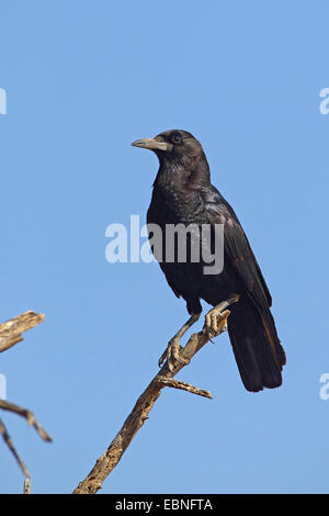 Corvo nero (Corvus capensis), seduto su un albero morto, Sud Africa, Kgalagadi transfrontaliera Parco Nazionale Foto Stock