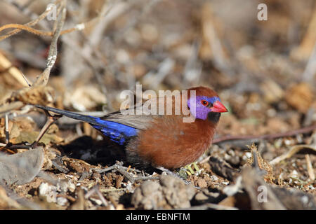 Granatiere comune (Uraeginthus granatina), maschio seduto a terra, Sud Africa, Kgalagadi transfrontaliera Parco Nazionale Foto Stock