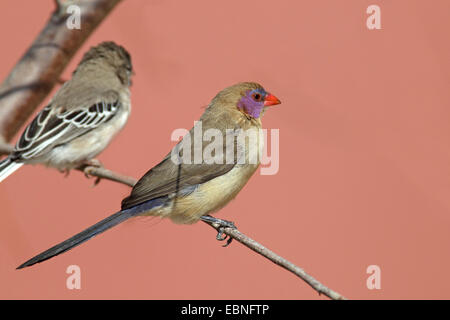 Granatiere comune (Uraeginthus granatina), femmina seduto su un ramo, Sud Africa, Kgalagadi transfrontaliera Parco Nazionale Foto Stock