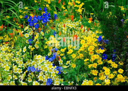 Annuale di confine di fiori selvaggi, Fetzer vigneti' Cantina sostenibile mostra giardino, RHS Chelsea Flower Show 2007, Londra, Regno Unito. Foto Stock