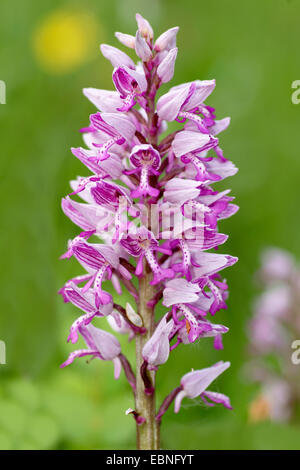 Orchidea militare (Orchis militaris), infiorescenza, Germania Foto Stock