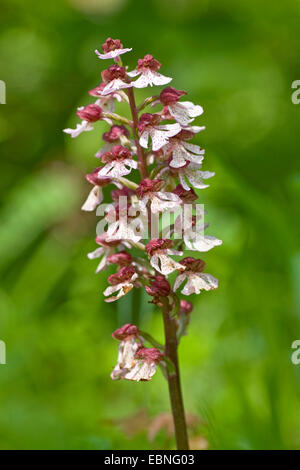 Signora orchidea (Orchis purpurea), infiorescenza, Germania Foto Stock