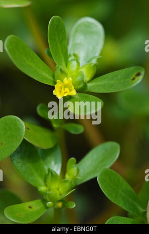 Little hogweed (Portulaca oleracea subsp. oleracea), fioritura, Germania Foto Stock