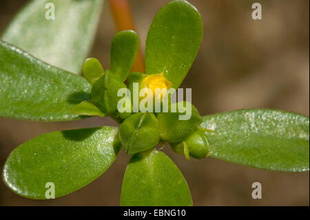 Little hogweed (Portulaca oleracea subsp. oleracea), in bud, Germania Foto Stock