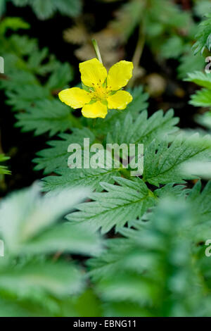 Argento erbaccia, silverweed cinquefoil (Potentilla anserina), fioritura, Germania Foto Stock