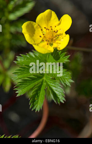 Argento erbaccia, silverweed cinquefoil (Potentilla anserina), fioritura, Germania Foto Stock