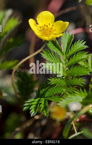 Argento erbaccia, silverweed cinquefoil (Potentilla anserina), fioritura, Germania Foto Stock