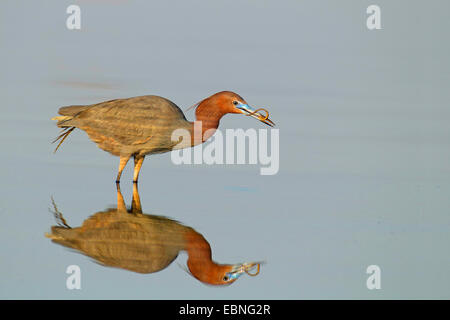 Reddish garzetta (Egretta rufescens), in piedi in acqua poco profonda con un pesce nel becco, immagine speculare, STATI UNITI D'AMERICA, Florida Foto Stock