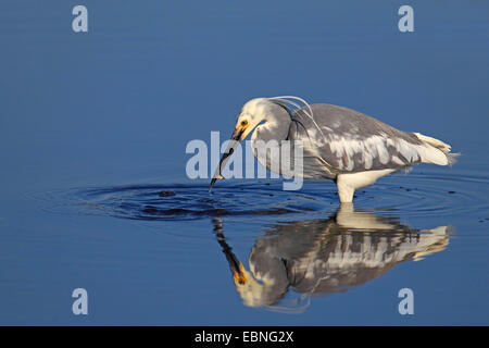 Piccolo airone cenerino (Egretta caerulea), Airone immaturi in piedi in acqua poco profonda con un pesce nel becco, immagine speculare, STATI UNITI D'AMERICA, Florida, Merritt Island Foto Stock