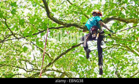 Arborist arrampicata in un albero, Germania Foto Stock