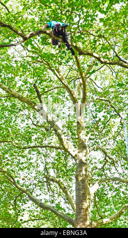 Arborist arrampicata in un albero, Germania Foto Stock