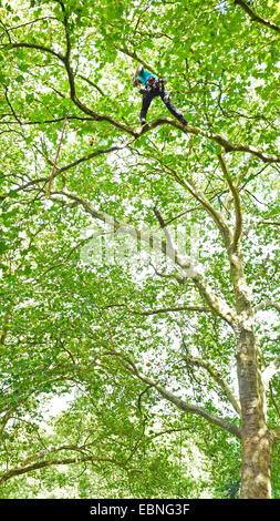 Arborist arrampicata in un albero, Germania Foto Stock