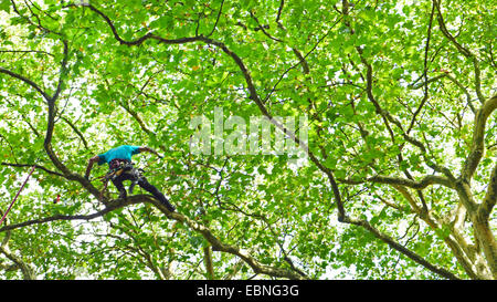 Arborist arrampicata in un albero, Germania Foto Stock