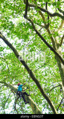 Arborist arrampicata in un albero, Germania Foto Stock