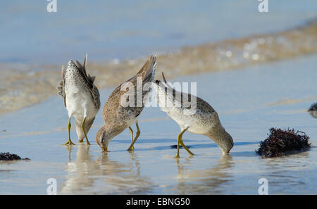 Maggiore (YELLOWLEGS Tringa melanoleuca) gruppo alimentazione, Curry amaca membro Park, Little Crawl chiave, Florida, Stati Uniti d'America. Foto Stock