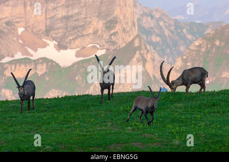 Stambecco delle Alpi (Capra ibex, Capra ibex ibex), quattro bucks alimentazione nella luce della sera, Svizzera, Toggenburgo, Chaeserrugg Foto Stock