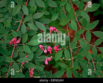 Thunberg's bushclover (Lespedeza thunbergii, Lespedeza sieboldii), fioritura Foto Stock