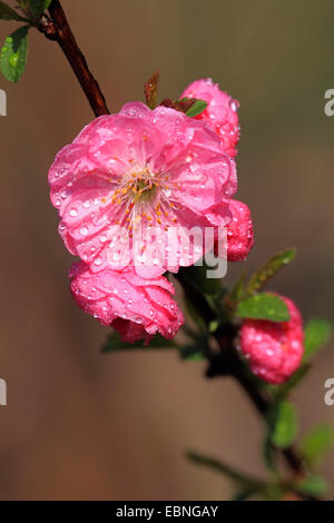Fioritura Almond (Prunus triloba), filiale di fioritura Foto Stock